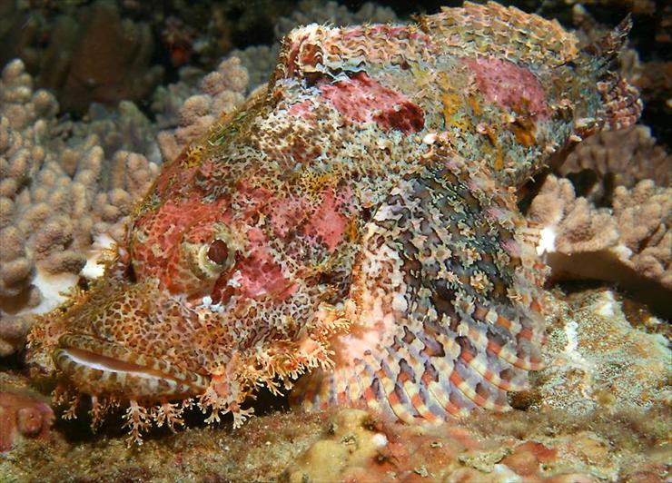 FOTO RYBKI I INNE - ThaiTassledScorpionfish.jpg