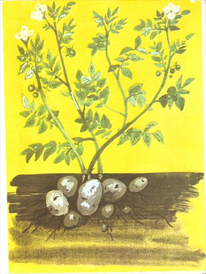 Historia ziemniaka - 3 interesująca roślina.jpg