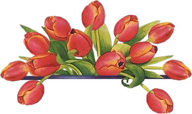 A - linie tulipany - png.kwiatki3009 33.png