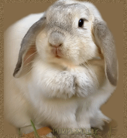 Wielkanoc - królik.gif
