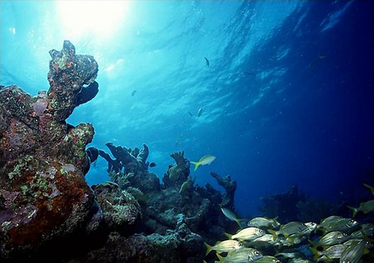 podwodny świat - underwater 066.bmp