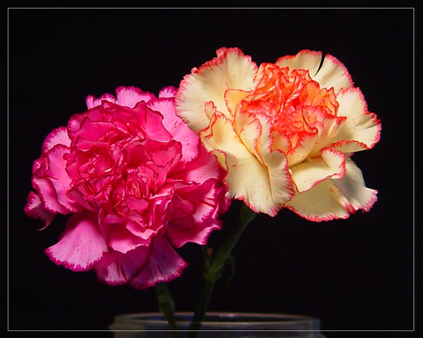 Różne - Flowers_by_dellamore.jpg