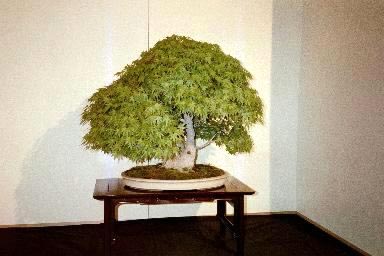 bonsaii drzewka - 242.jpg