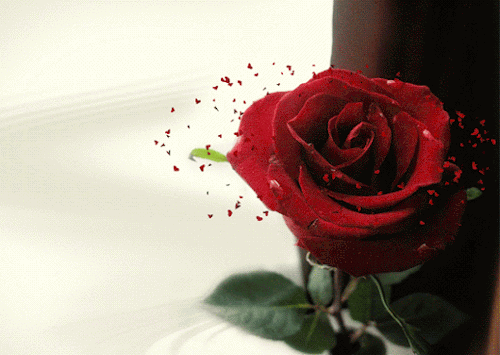 czerwone róże - tumblr_ohwghnoJMb1rmxahho1_500.gif