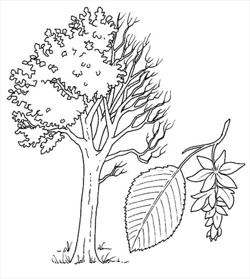 kolorowanki1 - drzewo - grab.gif