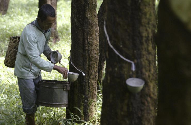 AMAZING world-pictures - A farmer collects latex at a rubber plantation in Kemiri.jpg