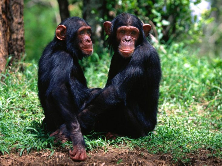 Szympansy - tapety-7.jpg