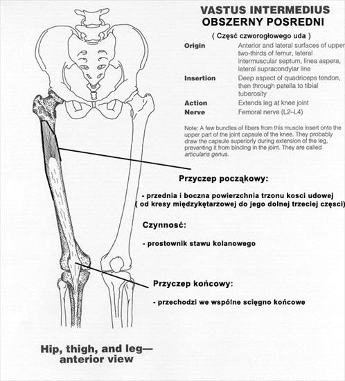 atlas - VastusIntermedius copy.jpg