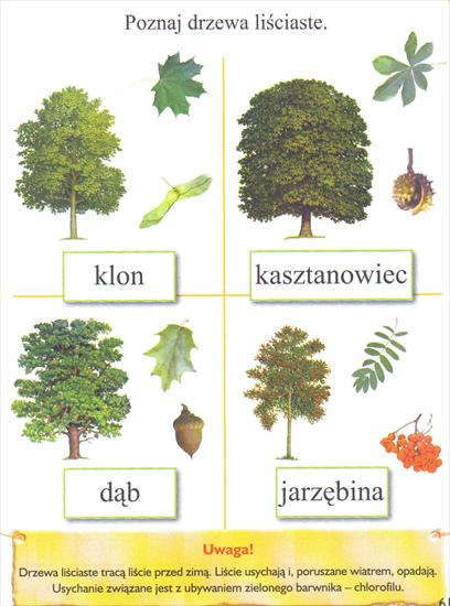 PRZYRODA - drzewa liściaste.jpg