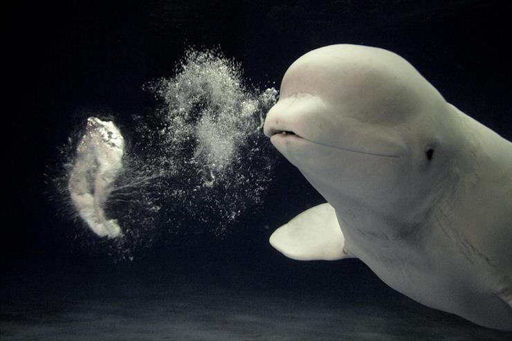 Tapety - Beluga Whale Blowing a Toroidal Bubble Ring Play Behavior, Shimane Aquarium, Japan.jpg