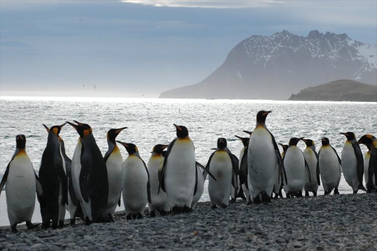 Zwierzęta - pingwiny.jpg