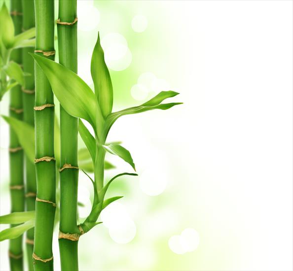 Bamboo - 3.jpg