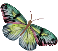 Motyle - papillon27lx9.gif