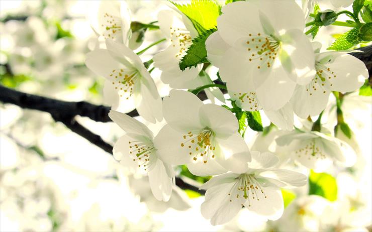 kwiaty  - Image_484.jpg