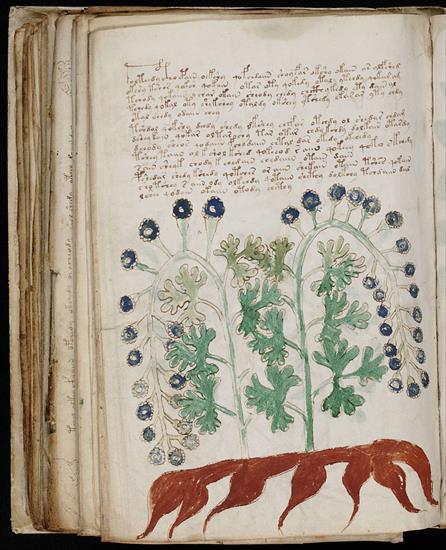 Manuskrypt Voynicha - 800px-Voynich_Manuscript_172.jpg
