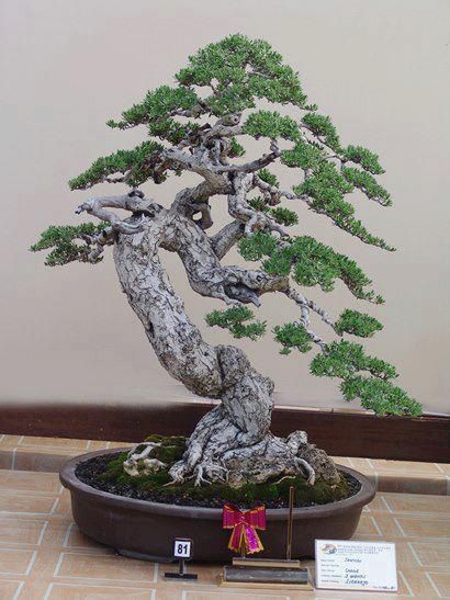   bonsai - najpiękniejsze drzewka - 75674c931c4291f9218f447a7c0f54c7.jpg