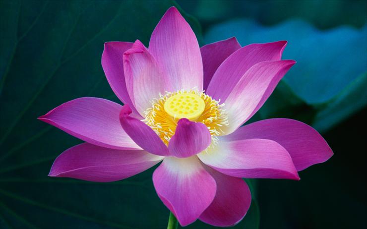 Nowe Tap Mac vladkoc - Pink Lotus Flower.jpg