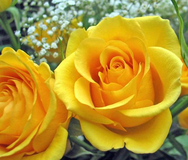RÓŻE - single-yellow-rose Medium.jpg