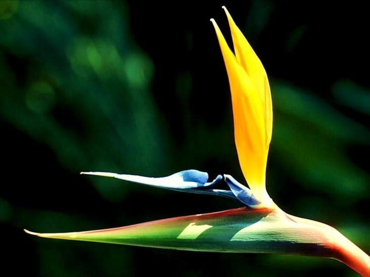  02 - Flower - Bird of Paradise.jpg