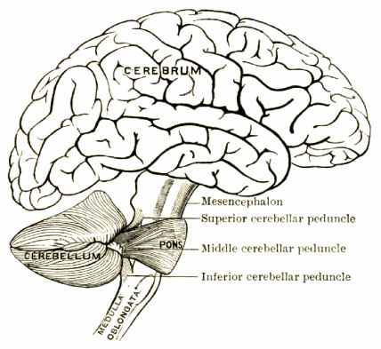 tablice anatomiczne - 173.jpg