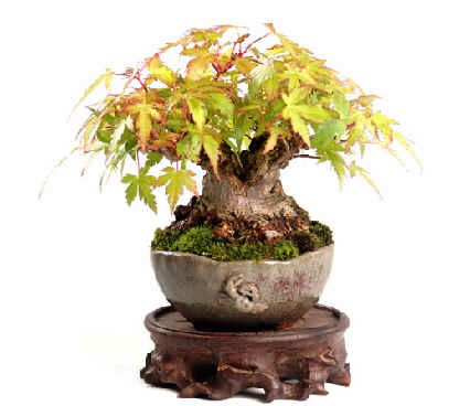 Drzewka Bonsai - mediumjyx5dc5547f92770e5c5700804.jpg