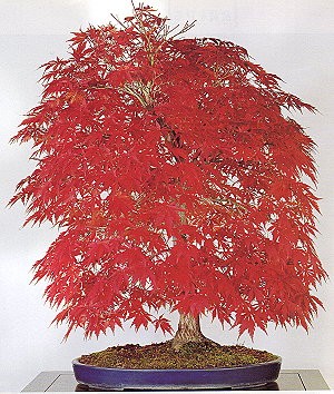 bonsai - bonsai klon.jpg