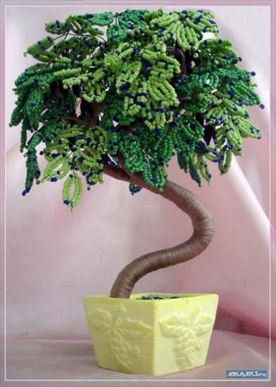 drzewka bonsai - 32.jpg