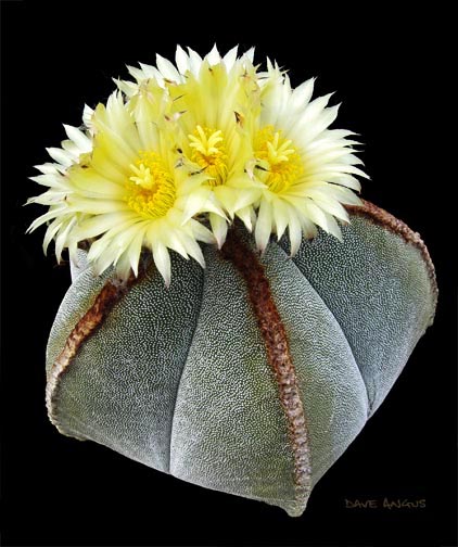 Kwitnące kaktusy - Astrophytum myrios 1 B1.jpg