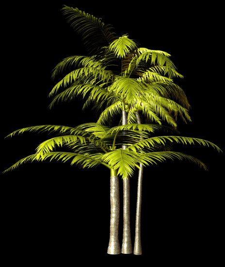 PNG-PALMY 1 - R11 - Palms - 2013 - 034.png
