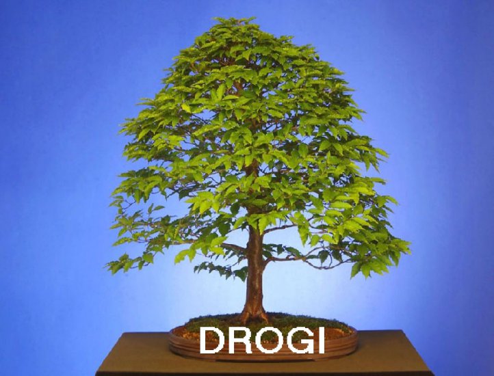 drogi - 0.jpg