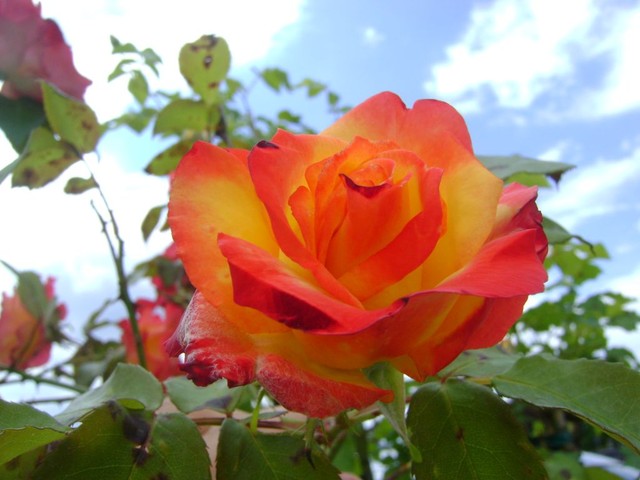 róże - roza_12921307734750.jpg