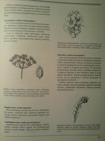 Rośliny lecznicze - Jan Volak, Jiri Stodola - 035.JPG