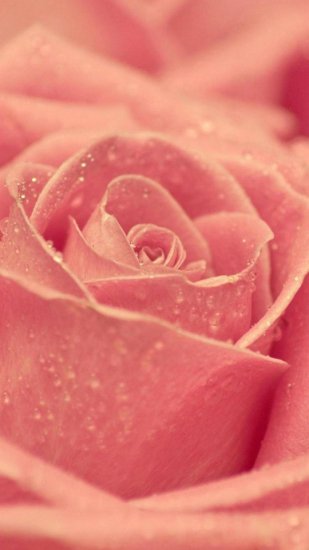 1080x1920 tapety android - z-wallpaper-full-hd-1080-x-1920-smartphone-pink-rose.jpg