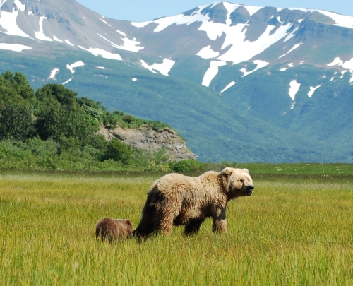 Grizzly - mother-grizzly-and-bear-cub.jpg