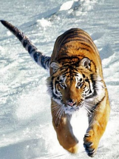 tapetki - Tiger1.jpg