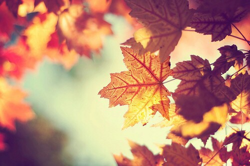 Jesień i jej kolory - large9.jpg