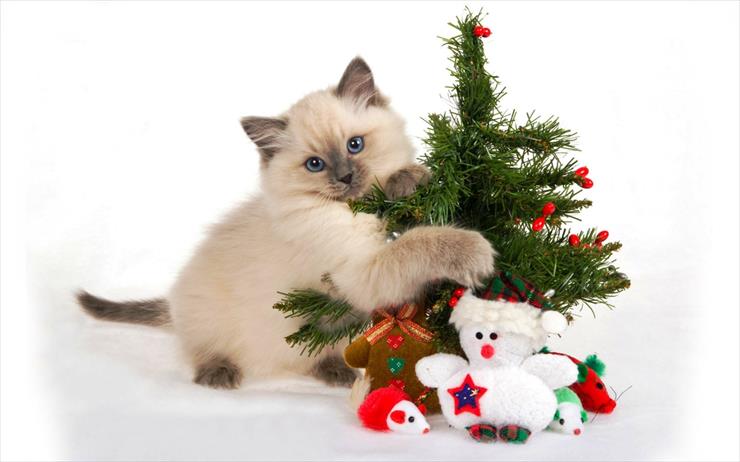 Koty świątecznie - cat_with_christmas_tree-1280x800.jpg