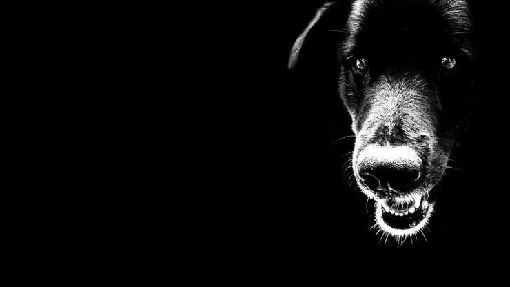 Tapety HD - black_dog-1920x1080.jpg