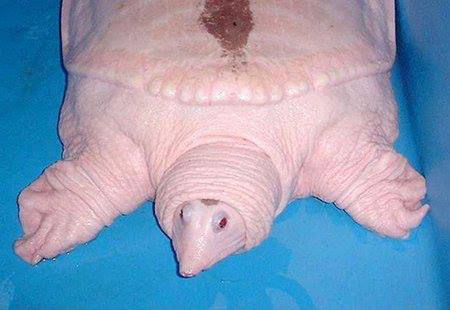 Dziwne zwierzęta, o których istnieniu mogłeś nie wiedzieć - 15 Albinotyczny żółw miękkoskorupowy.jpg