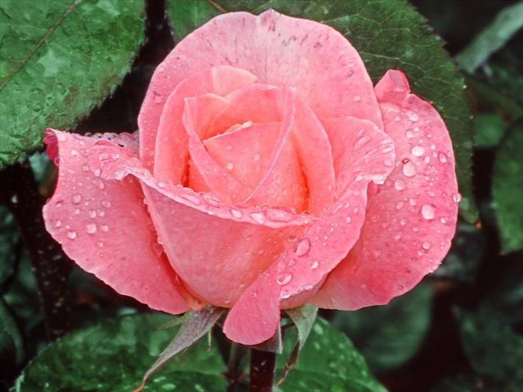 Kocham róże - tapety-5.jpg