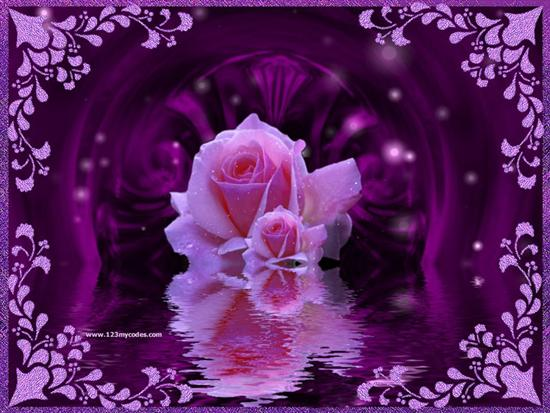 kolor fiolet - fiolet tło,rózowa róża-jedyna0101.bmp
