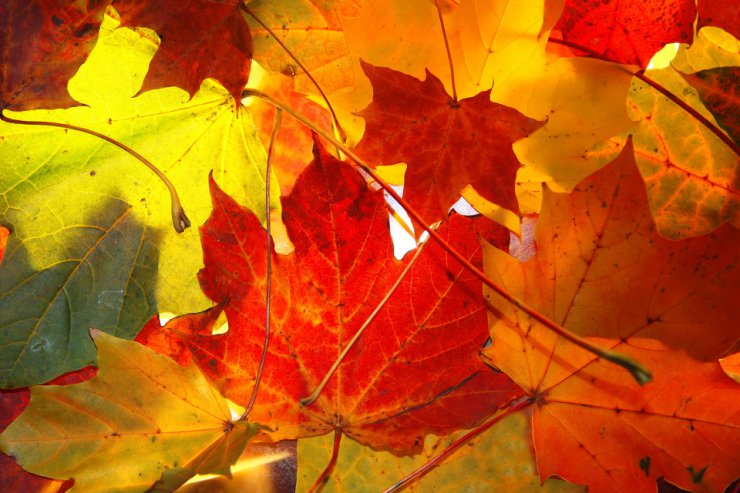 JESIEŃ - jesień liście tapety 51.jpg