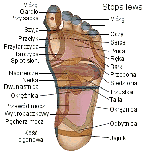 - CIEKAWOSTKI - stopa_lewa i receptory.gif