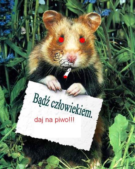 chomiczki - daj_na_piwo.jpg