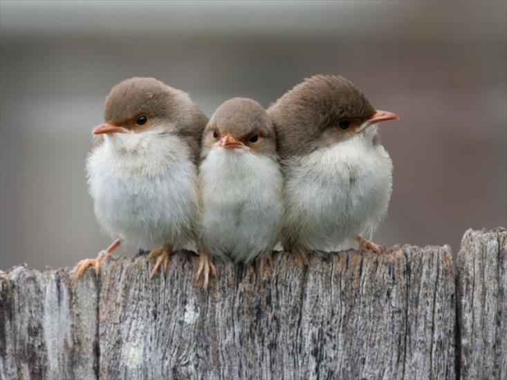 Ptaki - little-birds.jpg