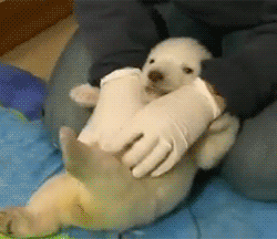 zwierzaki - baby-polar-bear-2.gif