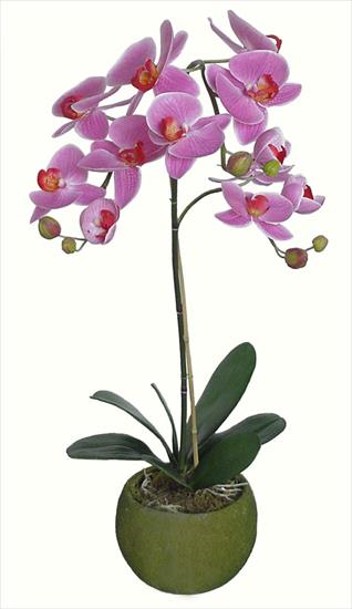 coś o storczykach - orchidea-storczyk-90cm-i_3162.jpg