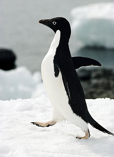 Zaczarowana zagroda - pingwin adeli 2.jpg