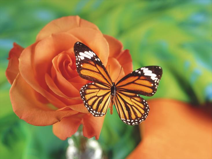 110 Beautiful Butterflies Wallpapers 1600 X 1200 - 16.jpg