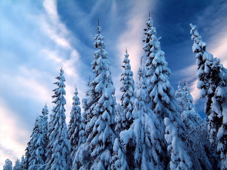 Krajobrazy - Snow-Covered Trees, Varmland, Sweden.jpg
